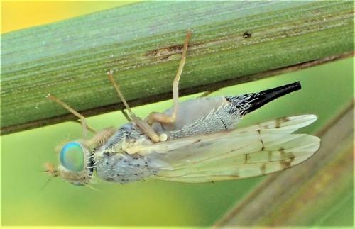 Réf. 268 232 : Acanthiophilus helianthi